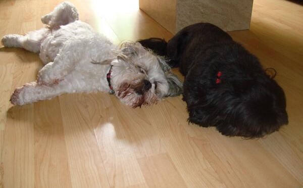 Dogs. They don’t care about anything, do they? #do…